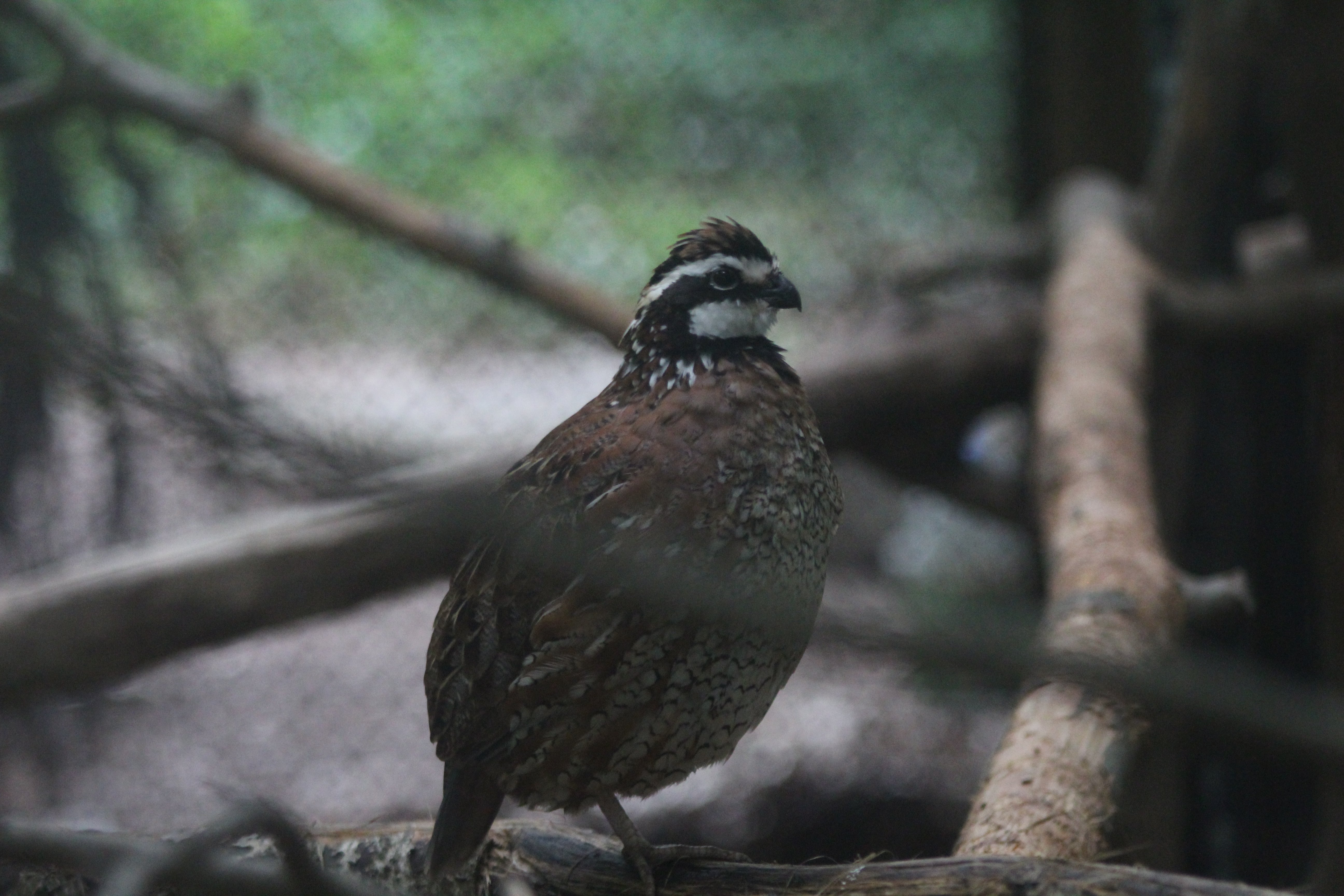 bear-hollow_quail