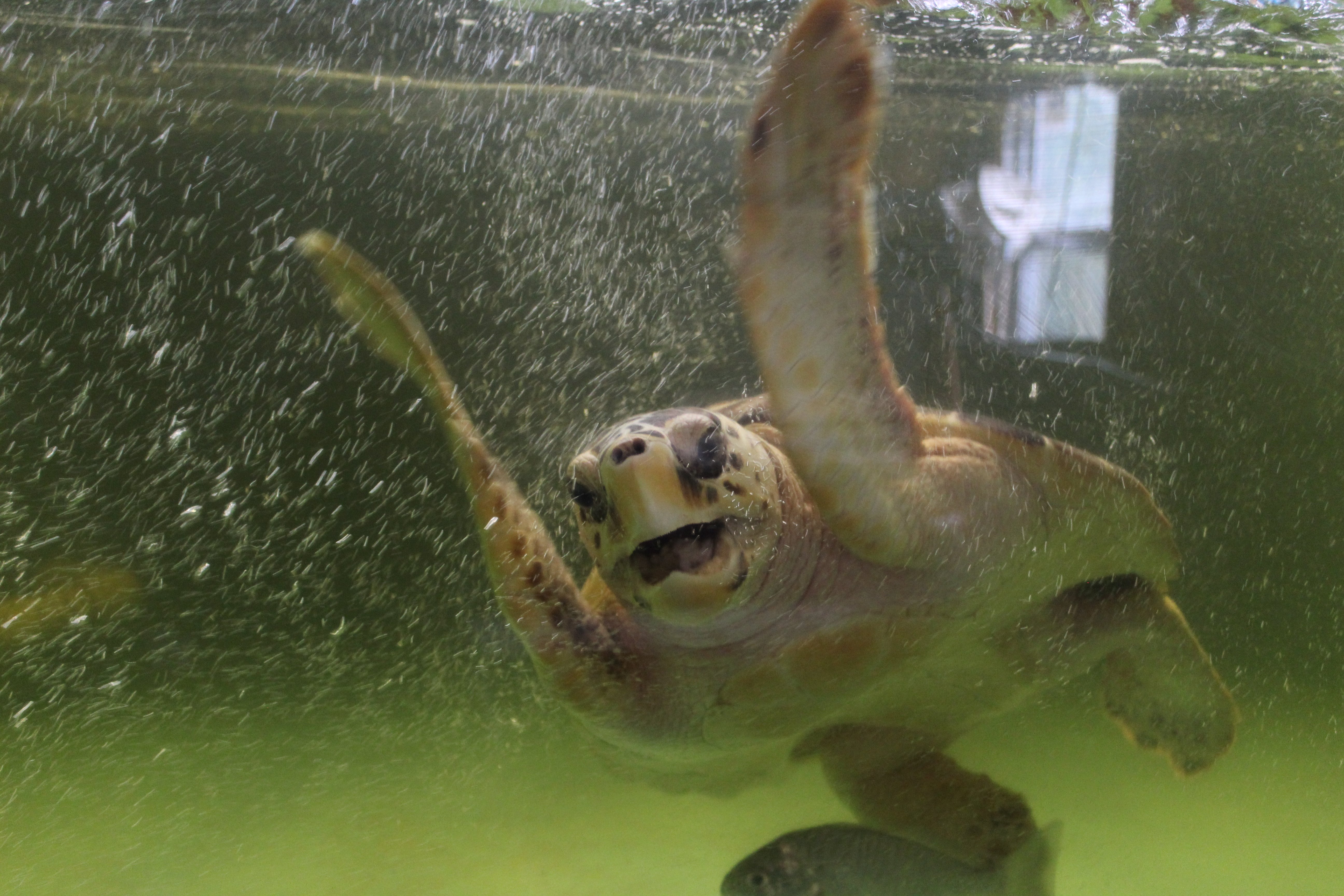 tidelands_nugget-the-turtle